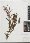 Foto von Salix triandra L. x Salix viminalis L.